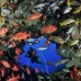 swimthru_sub_ci_v_0189_cos1604.jpg